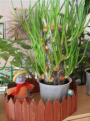 Витамины на подоконнике. Выращиваем лук в пластиковой бутылке