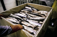 Мини завод по переработке рыбы