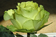 Советы любителям цветов