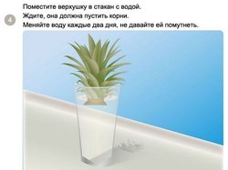 Как вырастить ананас в домашних условиях в картинках