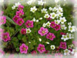 Цветочная клумба из мешка