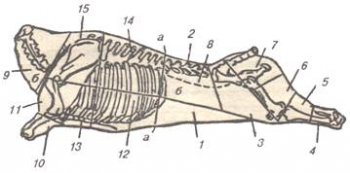 Домашний колбасный мини-завод