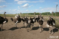 Страусиная ферма