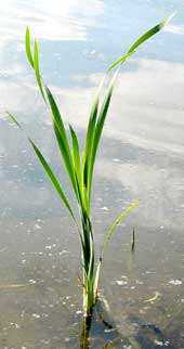 аир злаковый